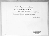 Image of Nectria byssiseda